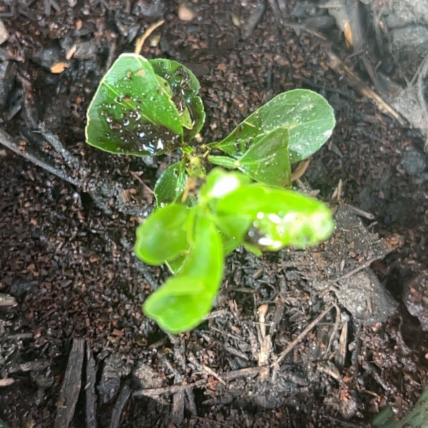 Photo of the plant species Mirror Bush by @AffableRedpine named Naomi on Greg, the plant care app