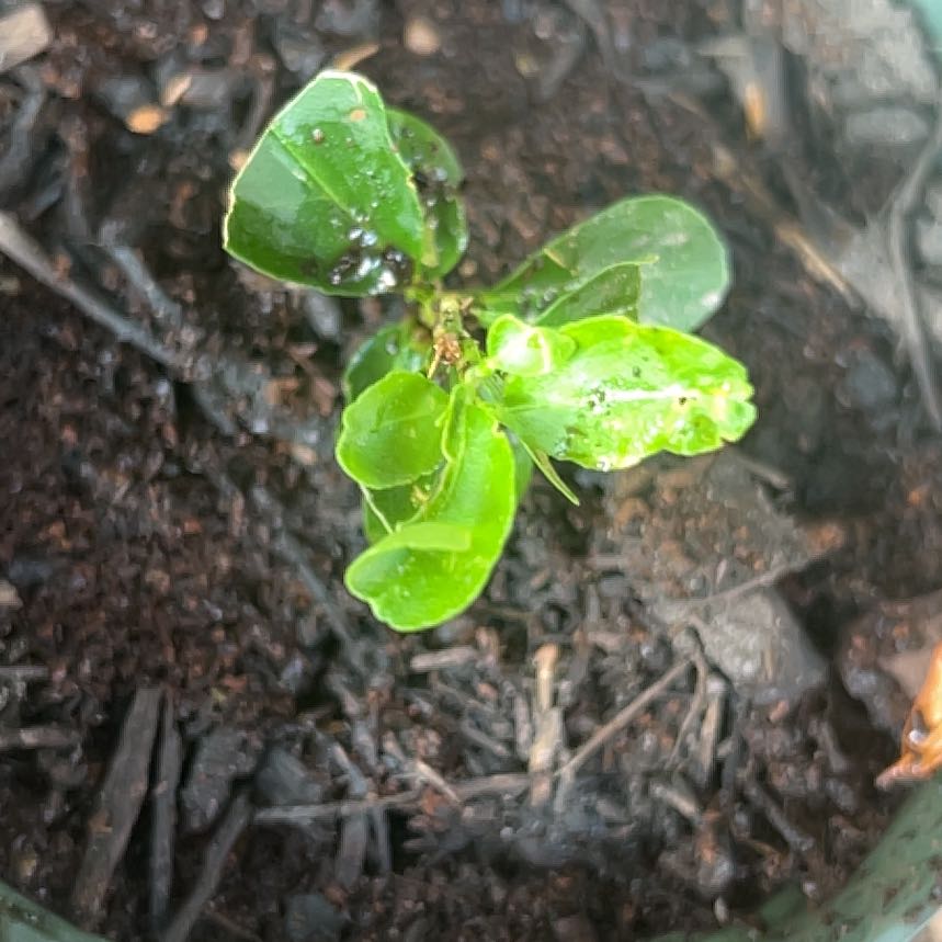 Photo of the plant species Mirror Bush by @AffableRedpine named Darwin on Greg, the plant care app