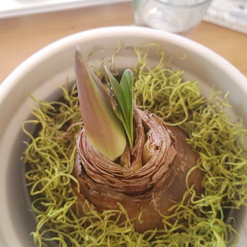 Photo of the plant species Hippeastrum 'Flamed Amadeus' by @VermontNick named Kardashian on Greg, the plant care app
