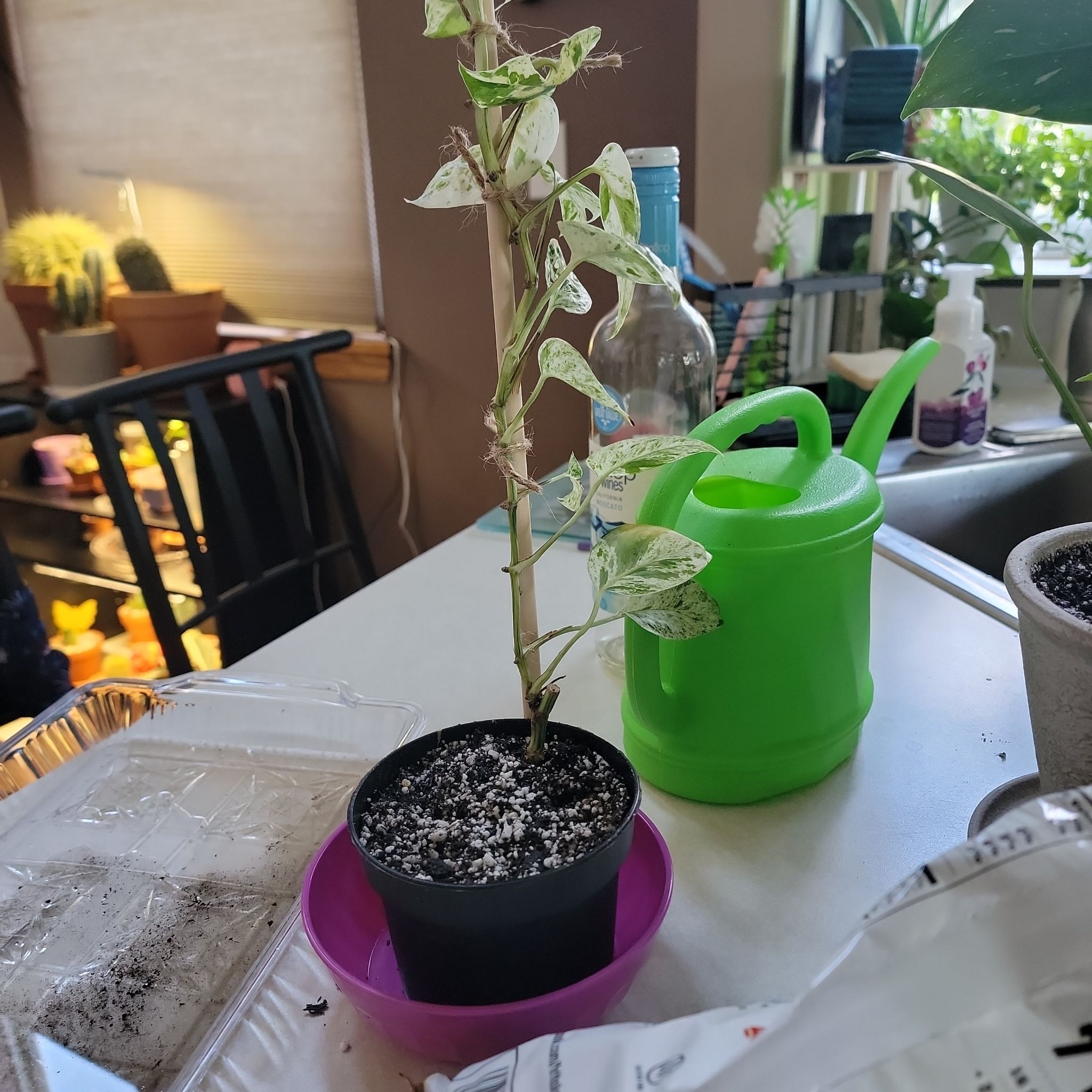 Marble Epipremnum Pinnatum plant in a small pot with visible soil, surrounded by household items.