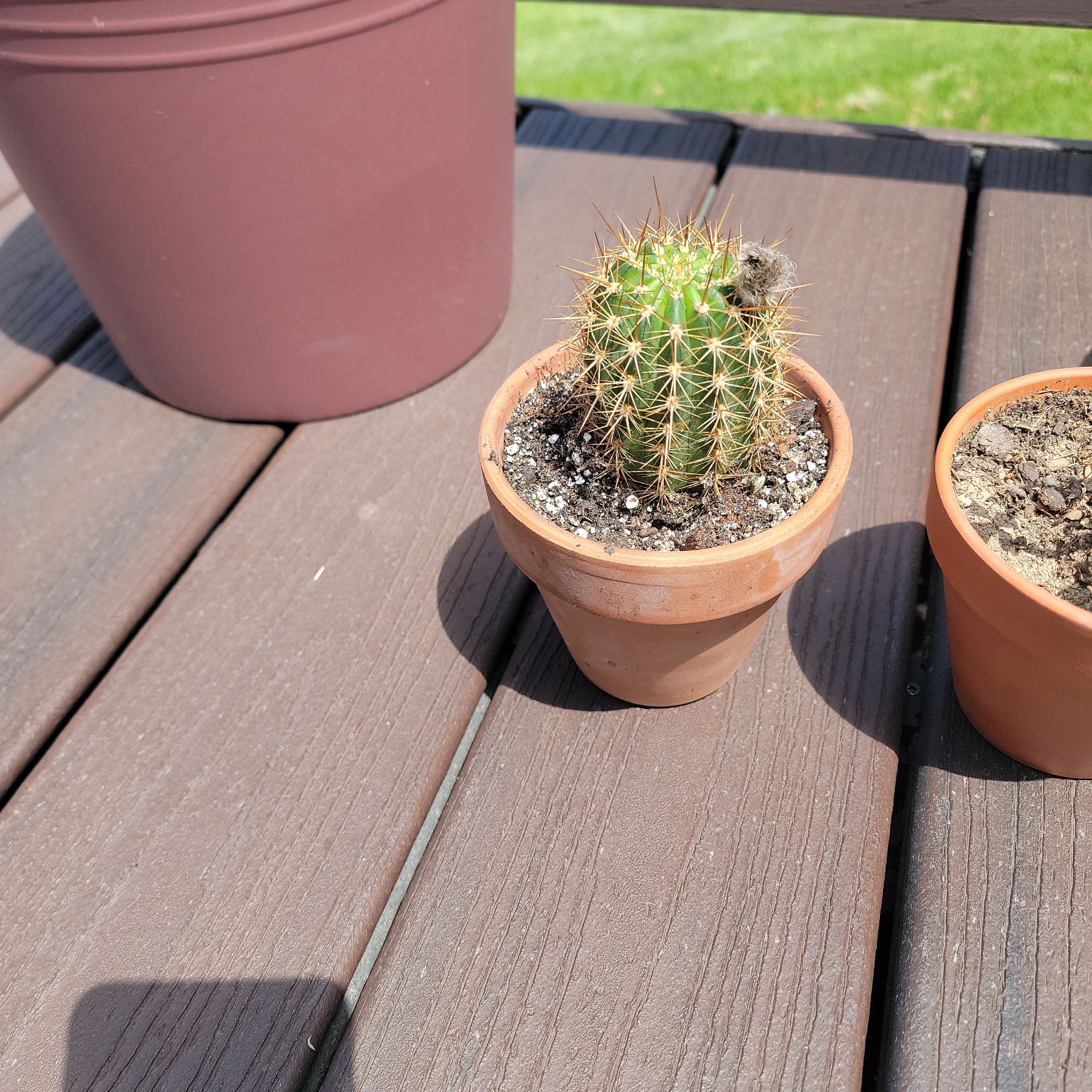 Small Torch Cactus in a terracotta pot on a wooden surface, soil visible.