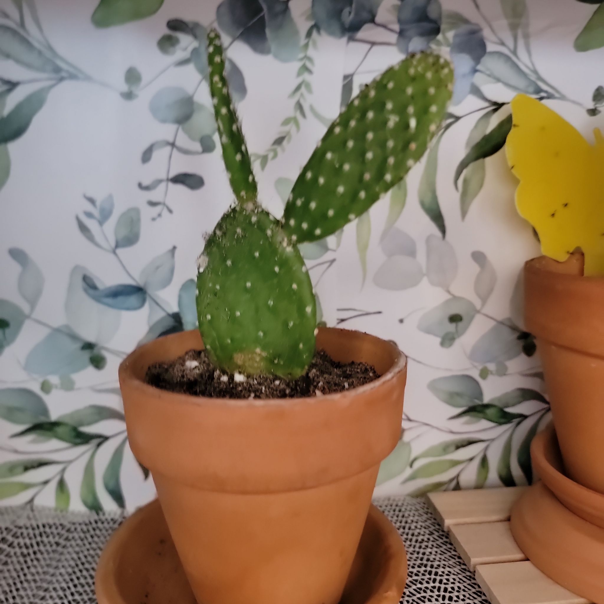 Photo of the plant species Opuntia 'Mona Lisa' by @LiteraryRedfir named Nursery Mona Lisa on Greg, the plant care app