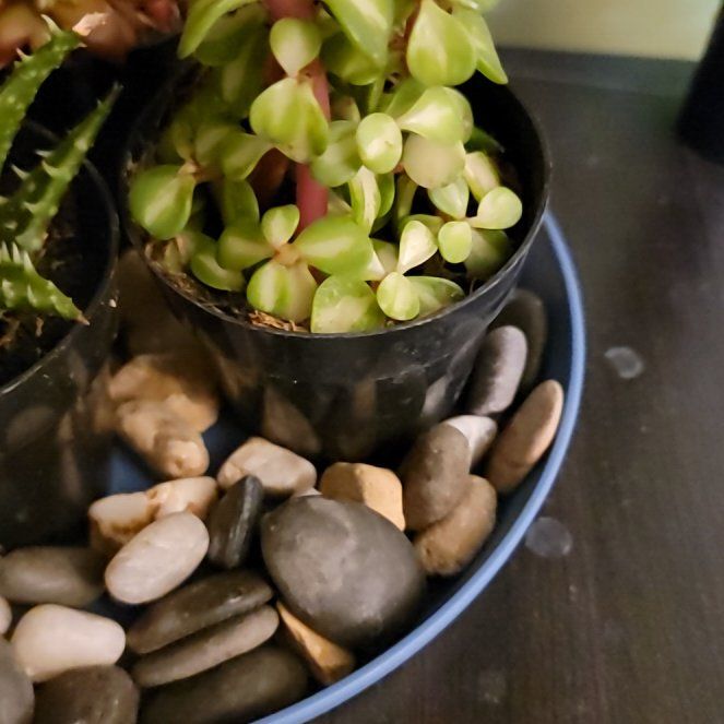 Plant care for Portulacaria afra 'Aurea' on Greg, the plant care app