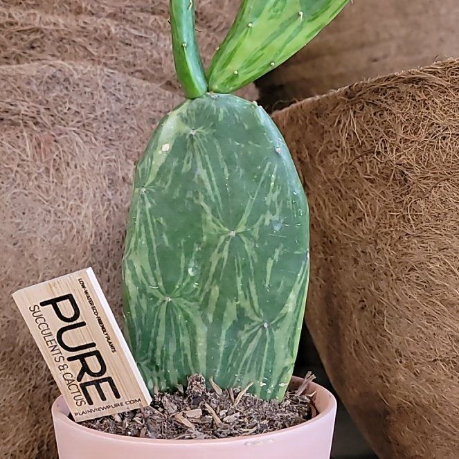 Photo of the plant species Variegated Cactus by @LiteraryRedfir named Craft Room Jean Thompson on Greg, the plant care app