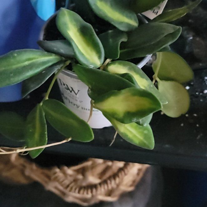 Photo of the plant species Sea stone hoya by @LiteraryRedfir named Craft Room Mandy on Greg, the plant care app