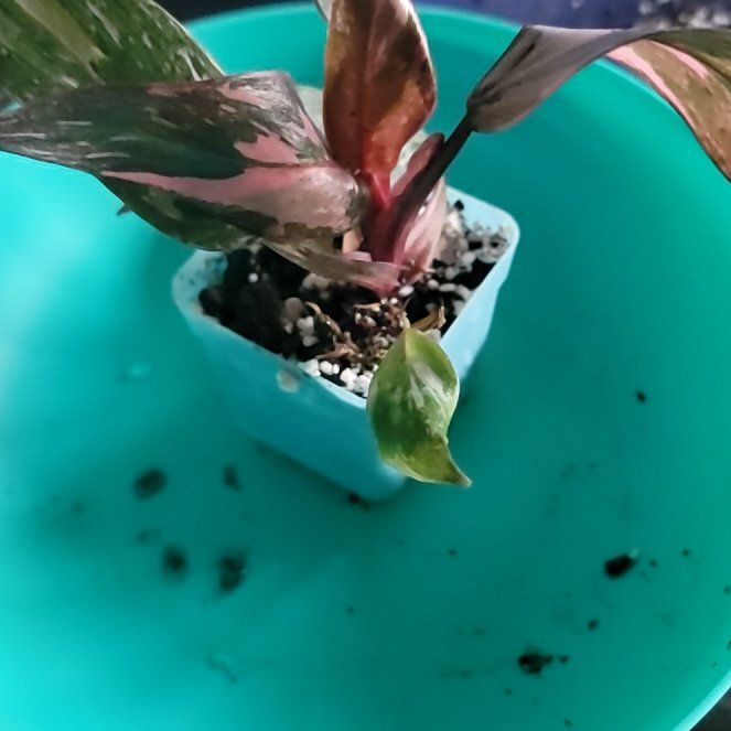 Photo of the plant species Black Cherry Pink Princess by @LiteraryRedfir named Craft Room Burliose on Greg, the plant care app