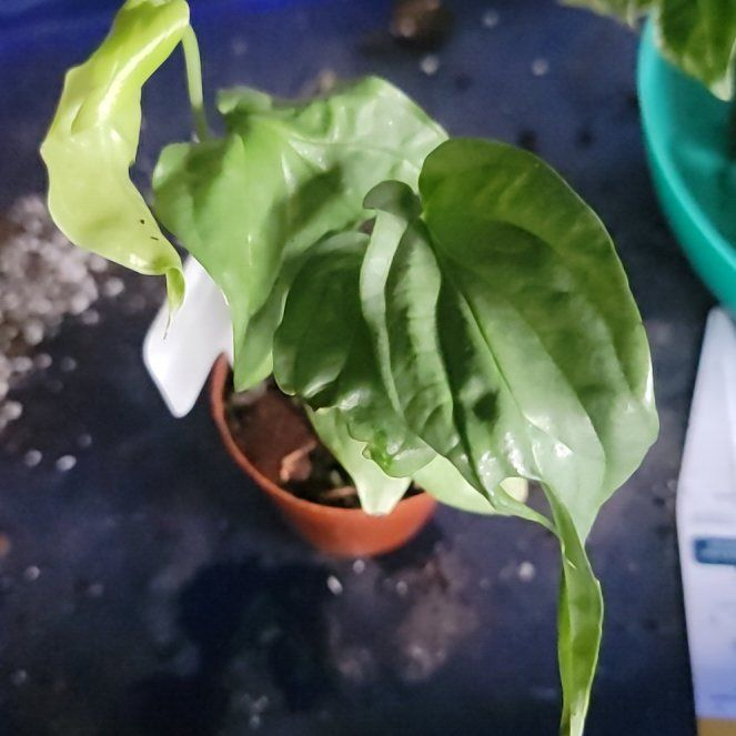 Photo of the plant species Amydrium medium by @LiteraryRedfir named Craft Room Peter Parker on Greg, the plant care app