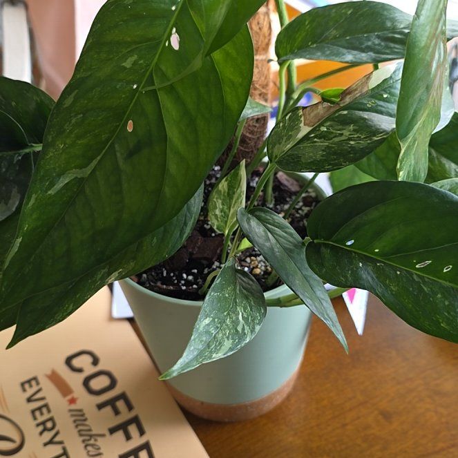 Photo of the plant species Epipremnum pinnatum 'Albo' by @LiteraryRedfir named Loft Xena on Greg, the plant care app