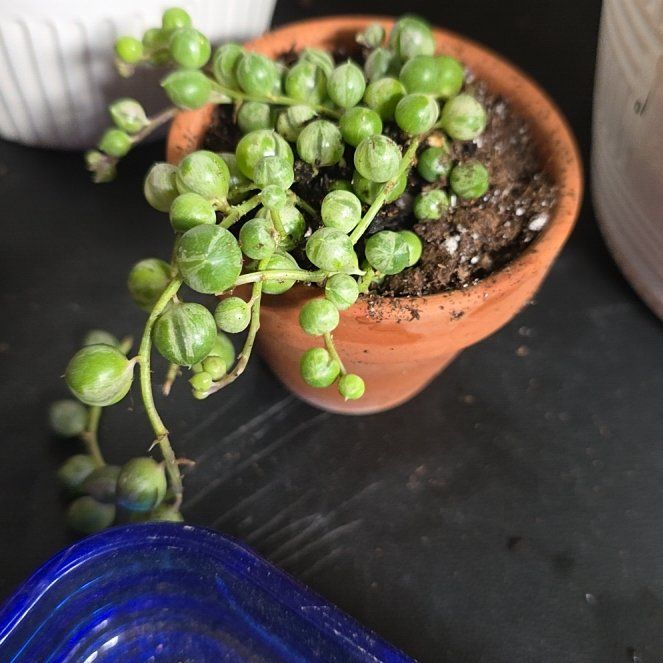 Photo of the plant species String Of Pearls by @LiteraryRedfir named Nursery Gobi on Greg, the plant care app