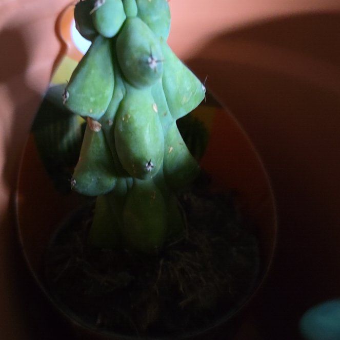 Photo of the plant species Boobie Cactus by @LiteraryRedfir named Nursery Ta Ta on Greg, the plant care app