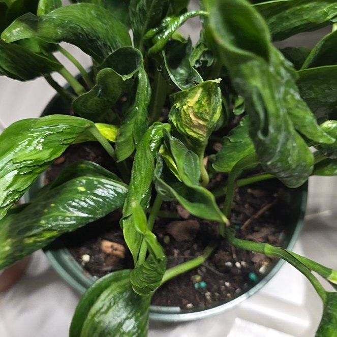 Photo of the plant species Shangri La by @LiteraryRedfir named Craft Room Maya on Greg, the plant care app