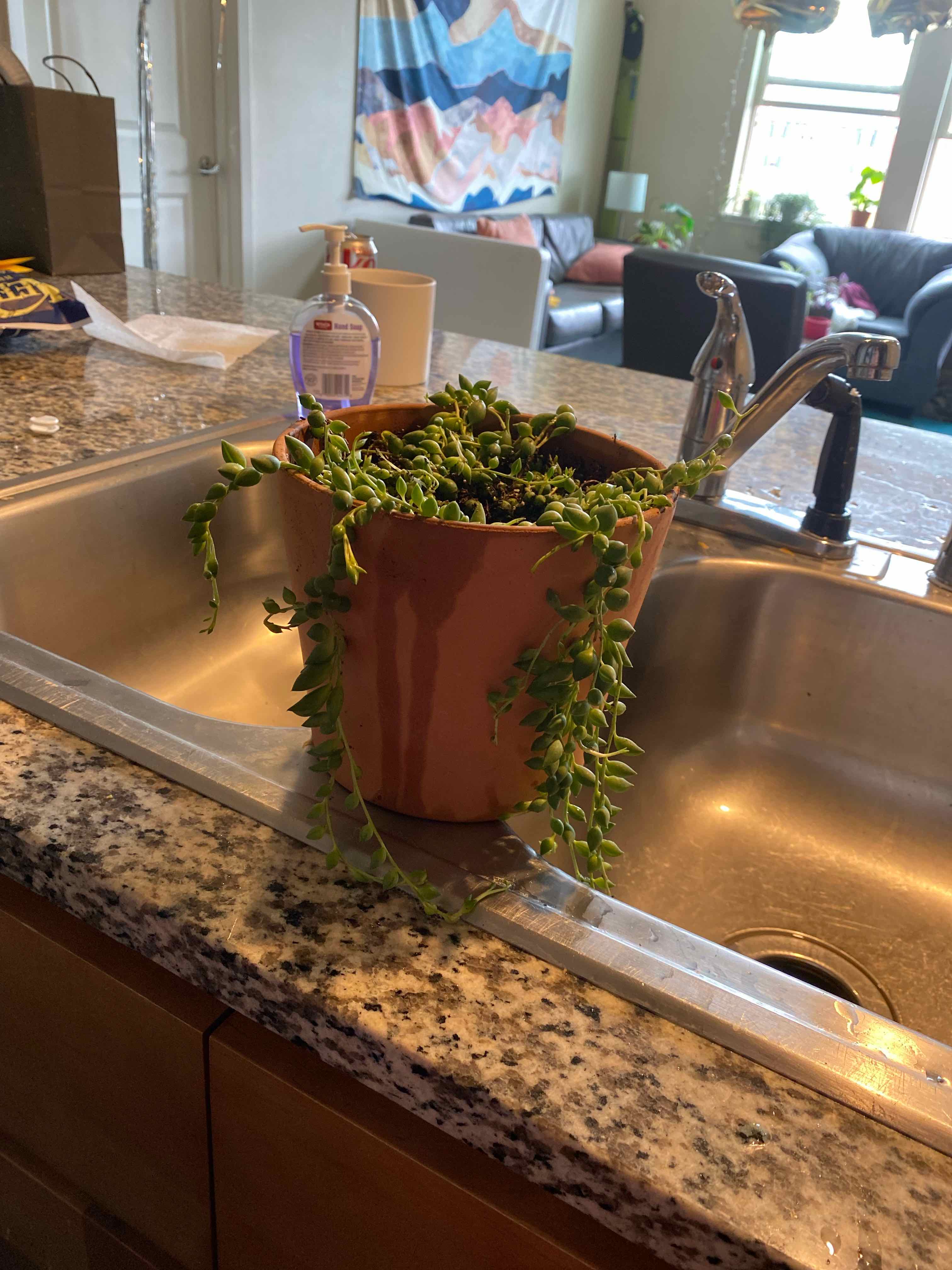 String of Raindrops plant in a pot placed in a kitchen sink, appearing healthy.