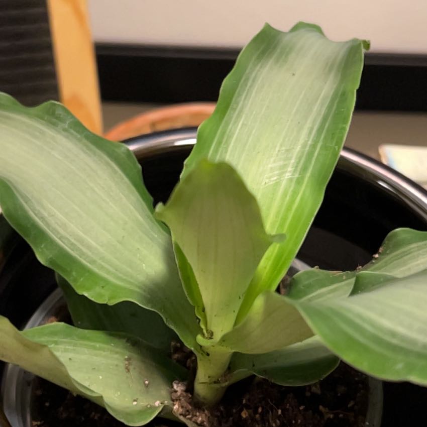 Bright Star Murdannia plant with broad, green leaves in a pot.