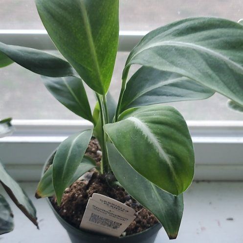 Photo of the plant species Silver Streak Peace Lily by @GuruTreespurge named Nemo on Greg, the plant care app
