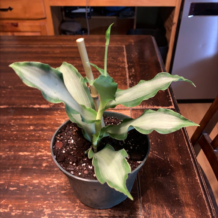 Potted Bright Star Murdannia plant with variegated leaves on a wooden table.