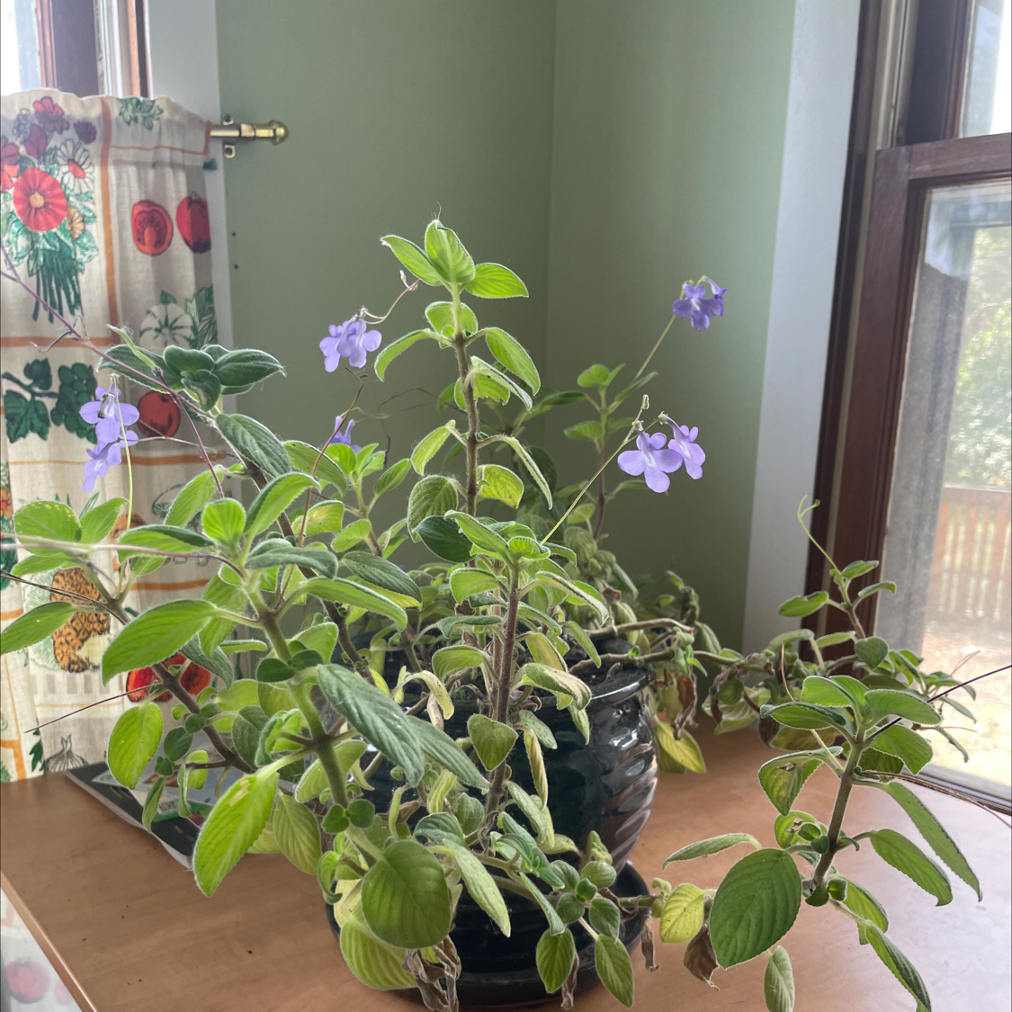 Cape Primrose plant with green leaves and purple flowers in a pot on a table near a window.