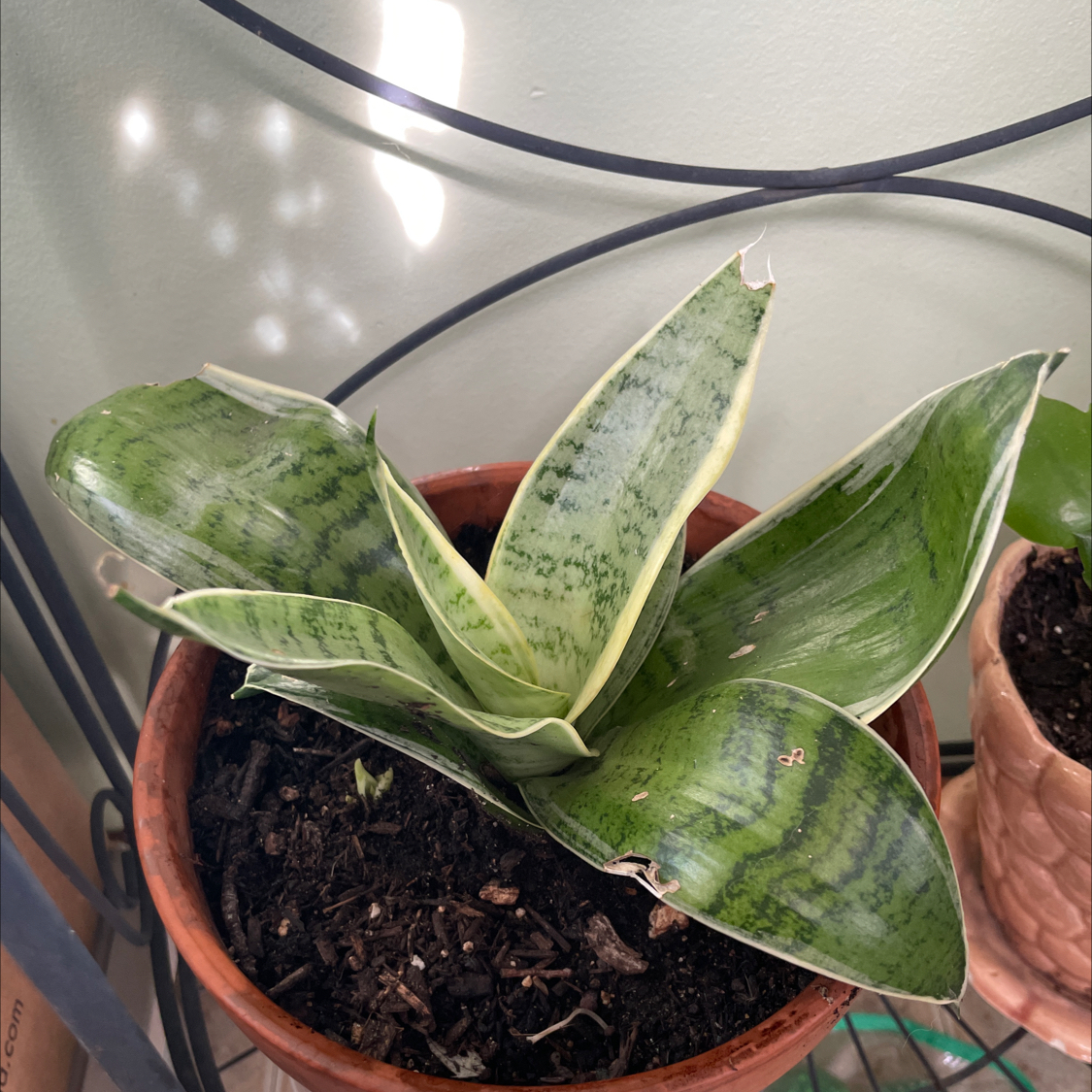 Sansevieria Night Owl plant in a pot with visible soil, well-framed and in focus.