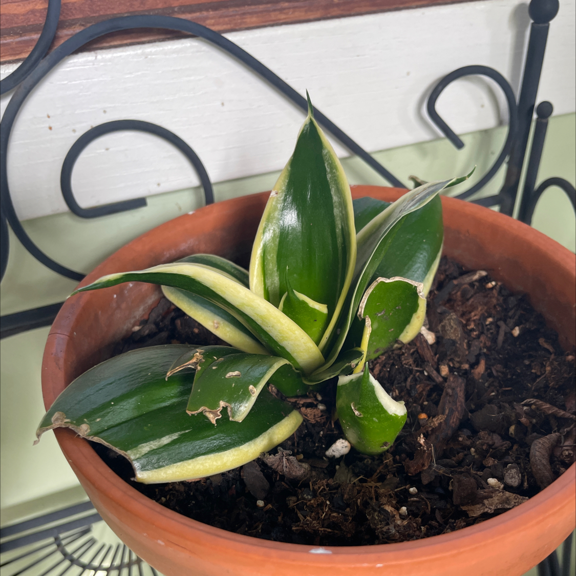Black Star Snake Plant in a terracotta pot with some leaf damage and visible soil.