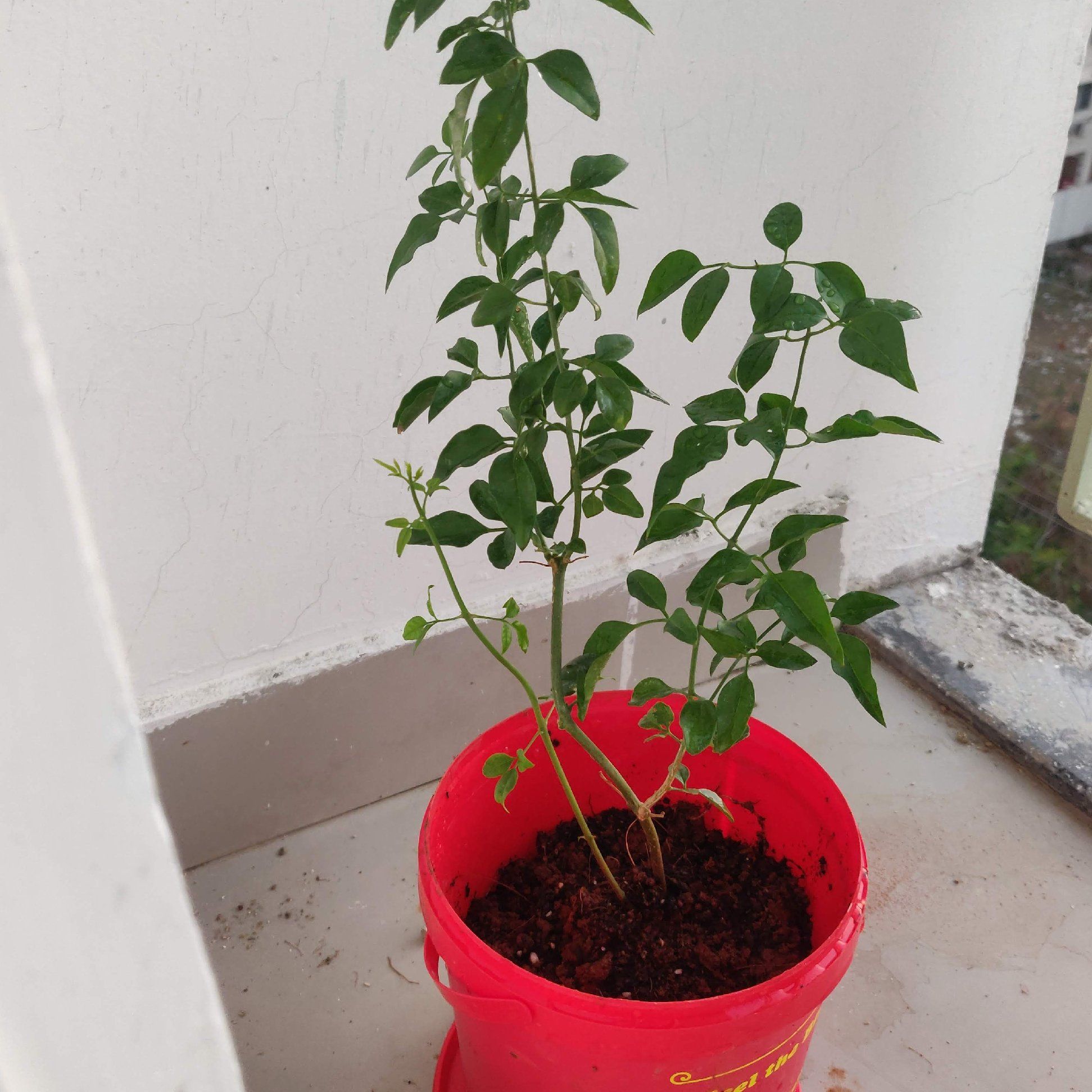 Photo of the plant species Brazilian Jasmine by @EnhancedEmerald named Nithya on Greg, the plant care app