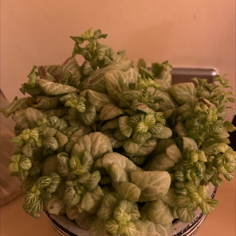 Healthy potted Herbst's Bloodleaf plant with dense variegated foliage in shades of green, cream and red, in a plastic nursery pot.