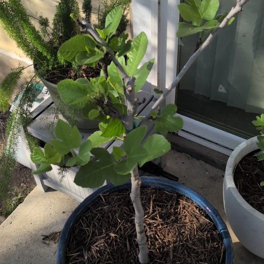 Photo of the plant species Celeste Fig by @ActiveIvy named Robert Plant on Greg, the plant care app