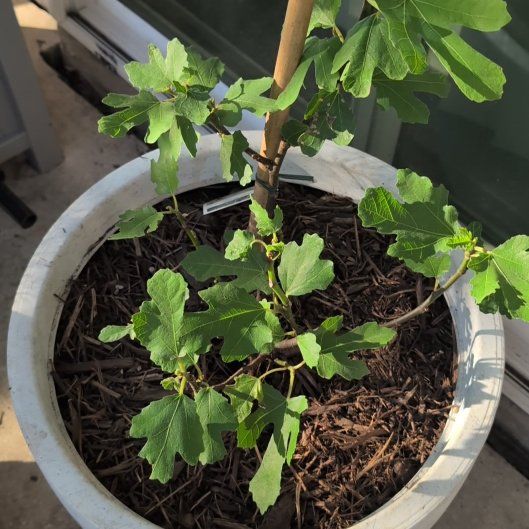 Photo of the plant species Black Fig by @ActiveIvy named Homer on Greg, the plant care app