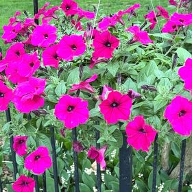 Photo of the plant species Blanket Purple Petunia by @PotentHedera named Prince on Greg, the plant care app