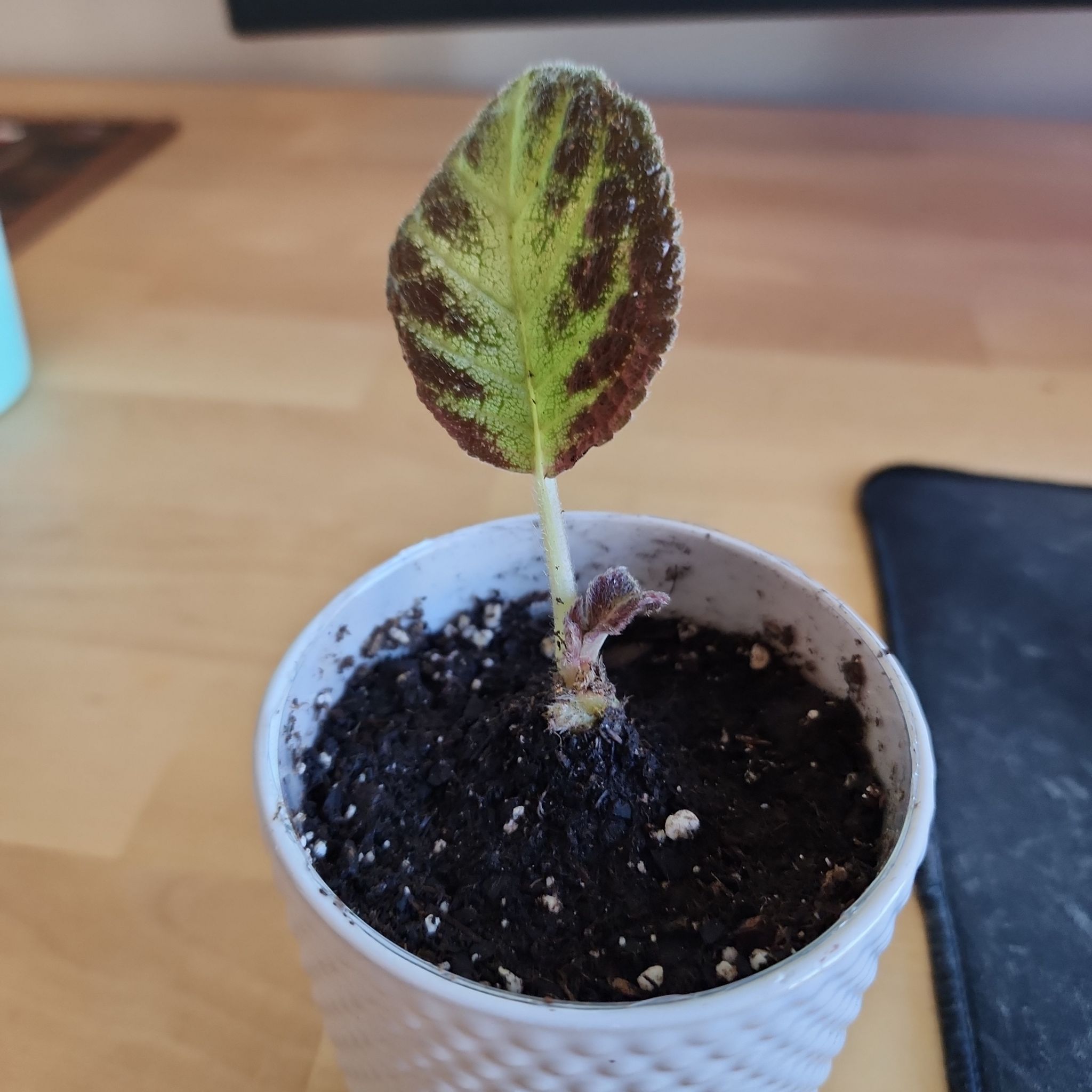 Flame Violet plant in a white pot with a single leaf showing discoloration and browning.