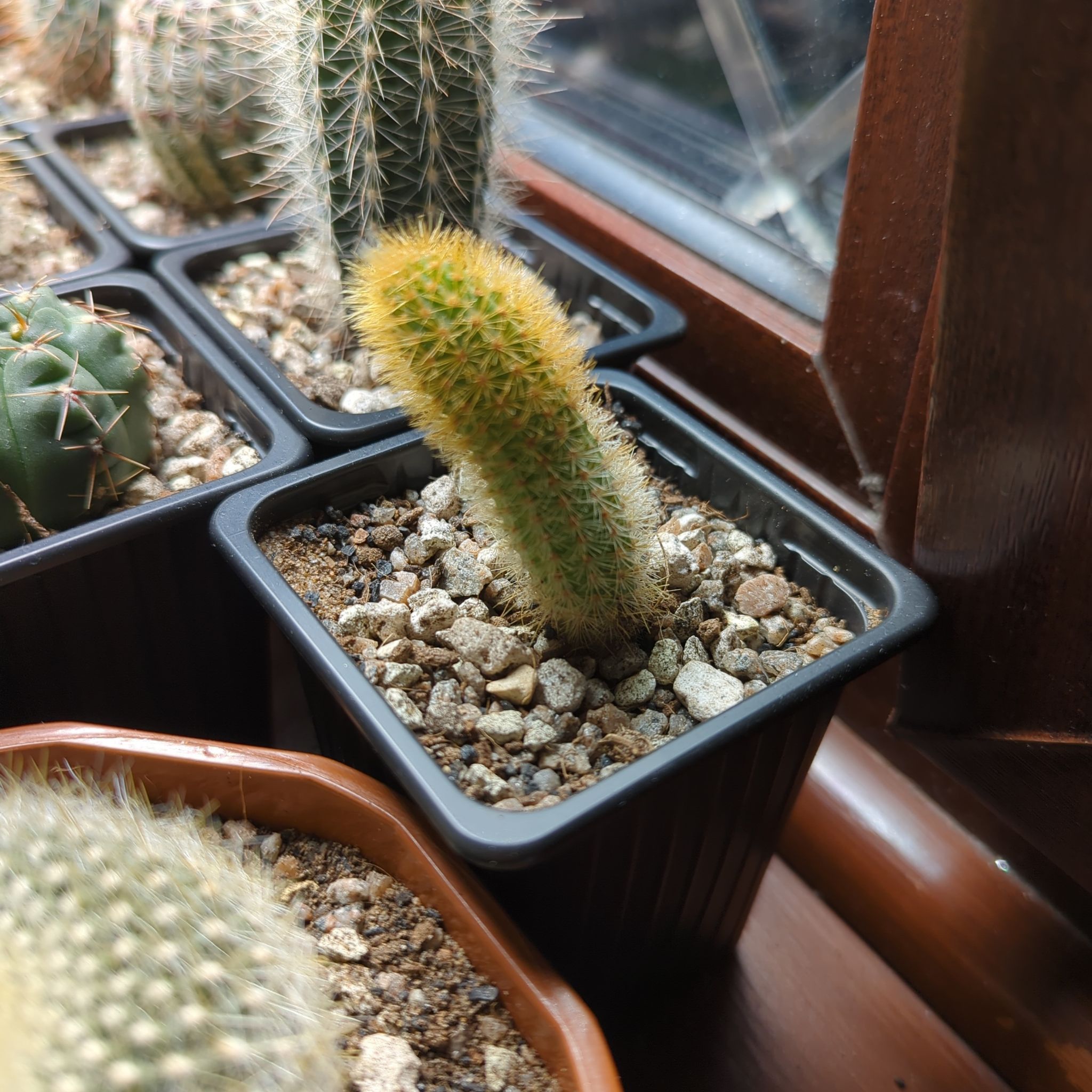 Golden Rat Tail cactus in a black pot with rocky soil, placed near a window.