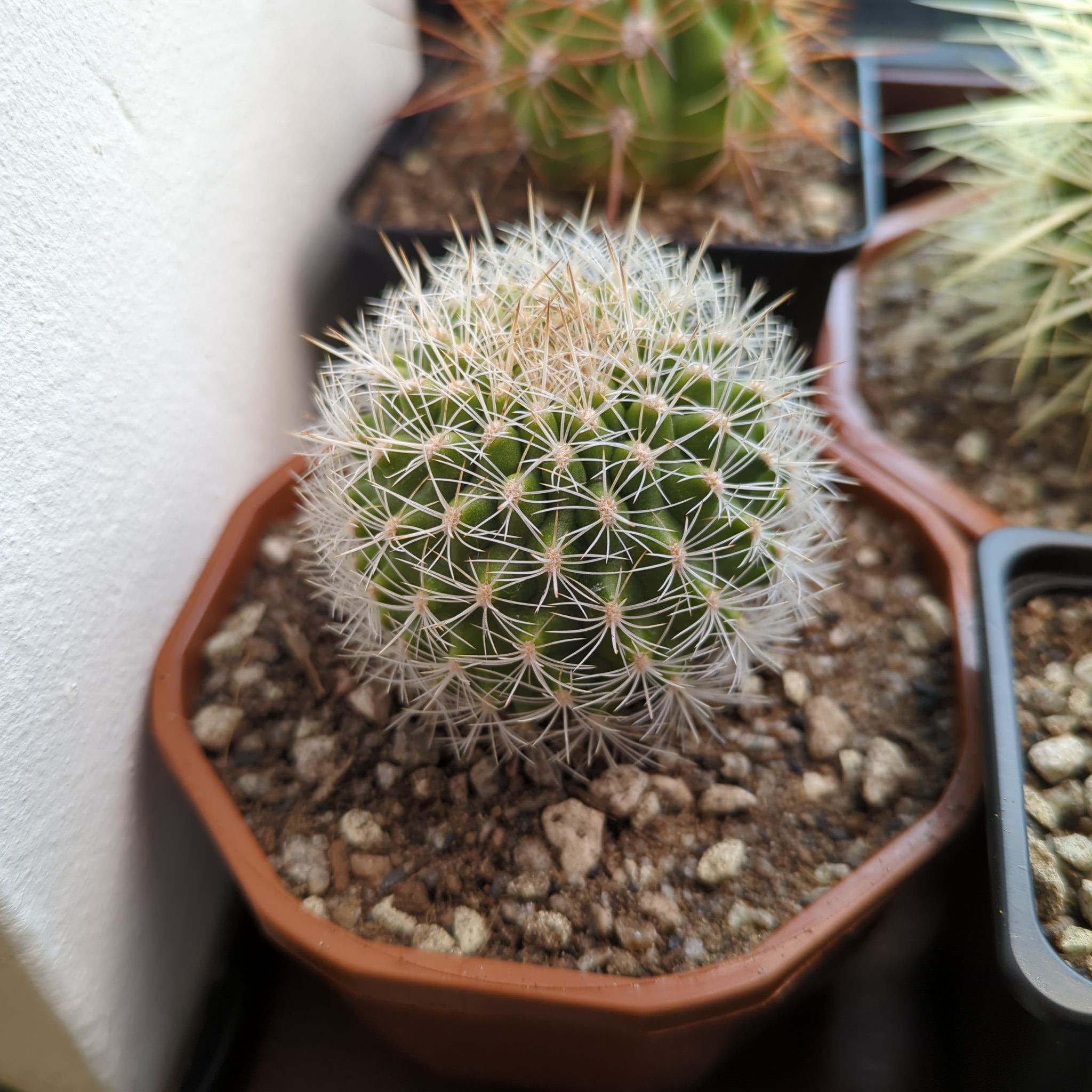Photo of the plant species Matucana spp. by @Klay named Matucana purpureoalba on Greg, the plant care app