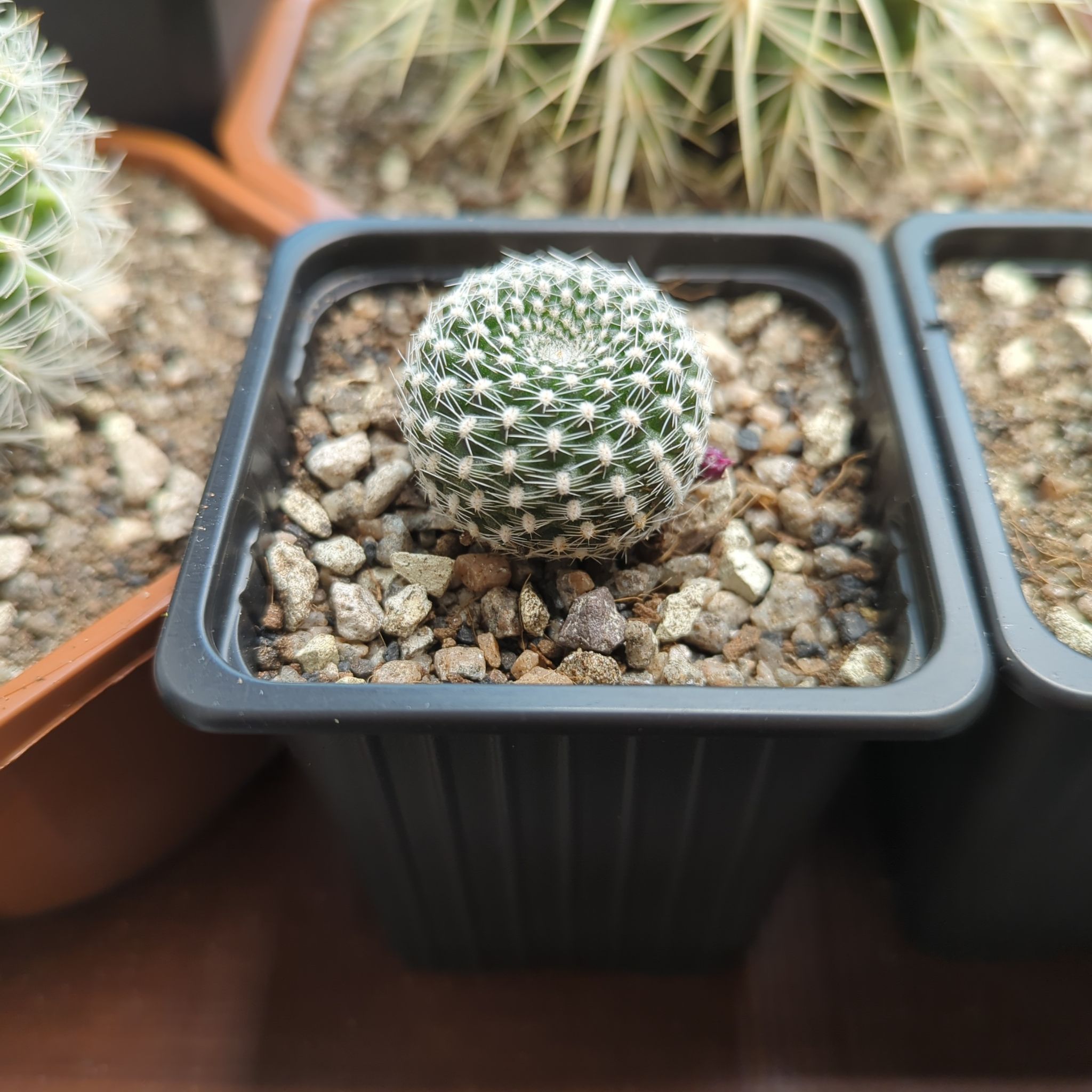 Rebutia krainziana uploaded to the Greg plant app by @Klay