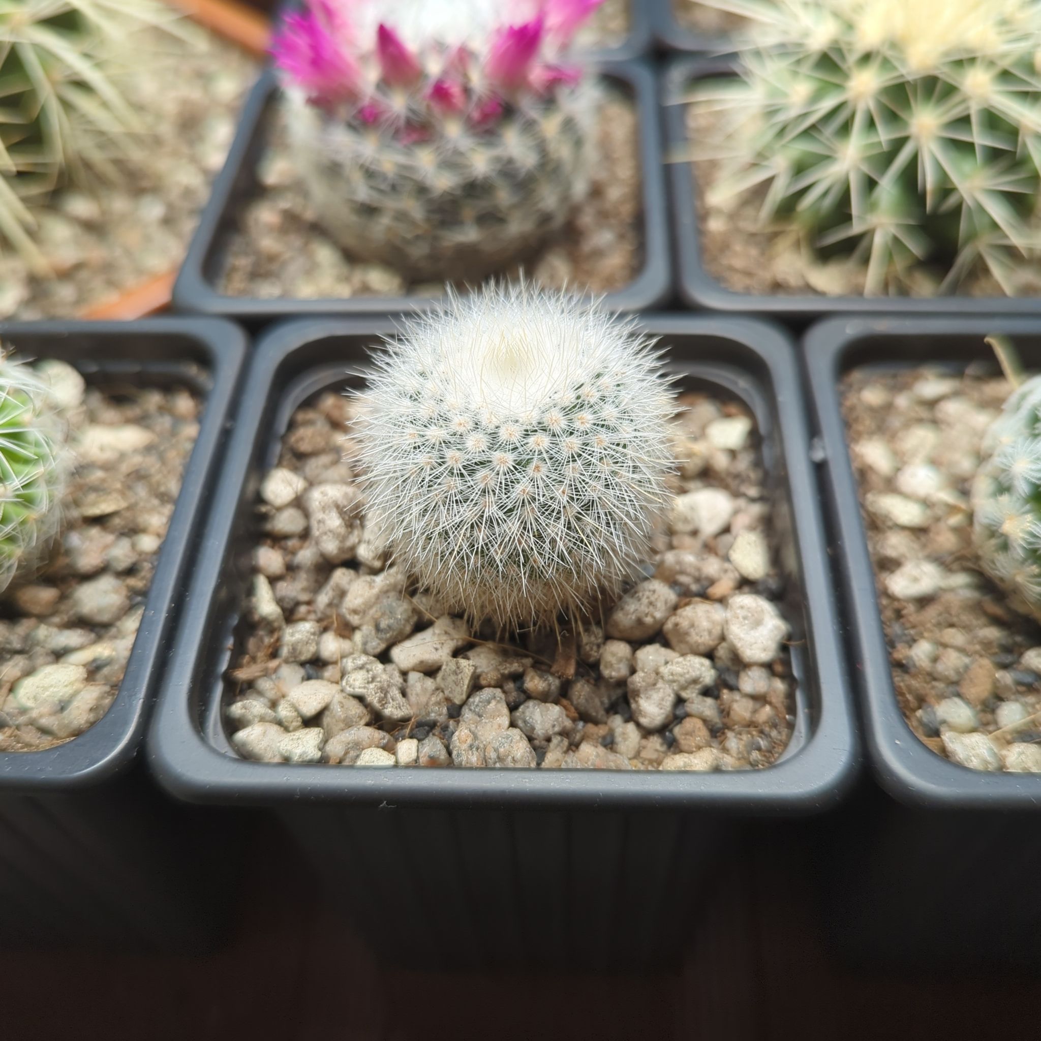 A healthy Parodia x erubescens cactus in a black pot, surrounded by other cacti.