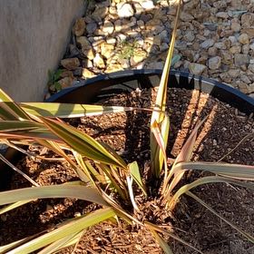 Photo of the plant species Blue Flax-Lily by @BabyRoussea named Orlando Bloom on Greg, the plant care app