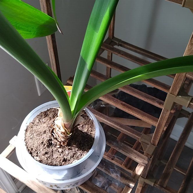 Photo of the plant species Amaryllis 'Denver' by @StellarPilea named Nithin on Greg, the plant care app