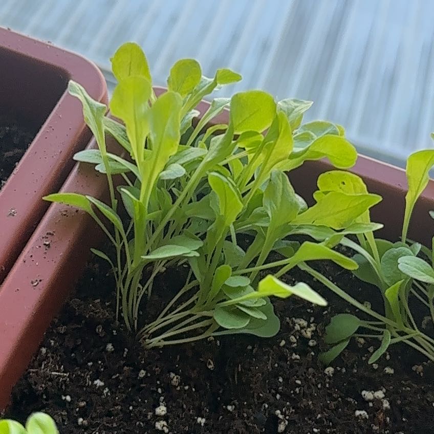 Photo of the plant species Buttercrunch Lettuce by @DiaDoDastardly named Lola on Greg, the plant care app