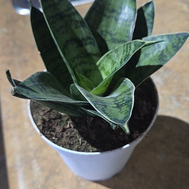 Photo of the plant species snake plant 'silver star' by @BusyCanadianyew named Prince on Greg, the plant care app