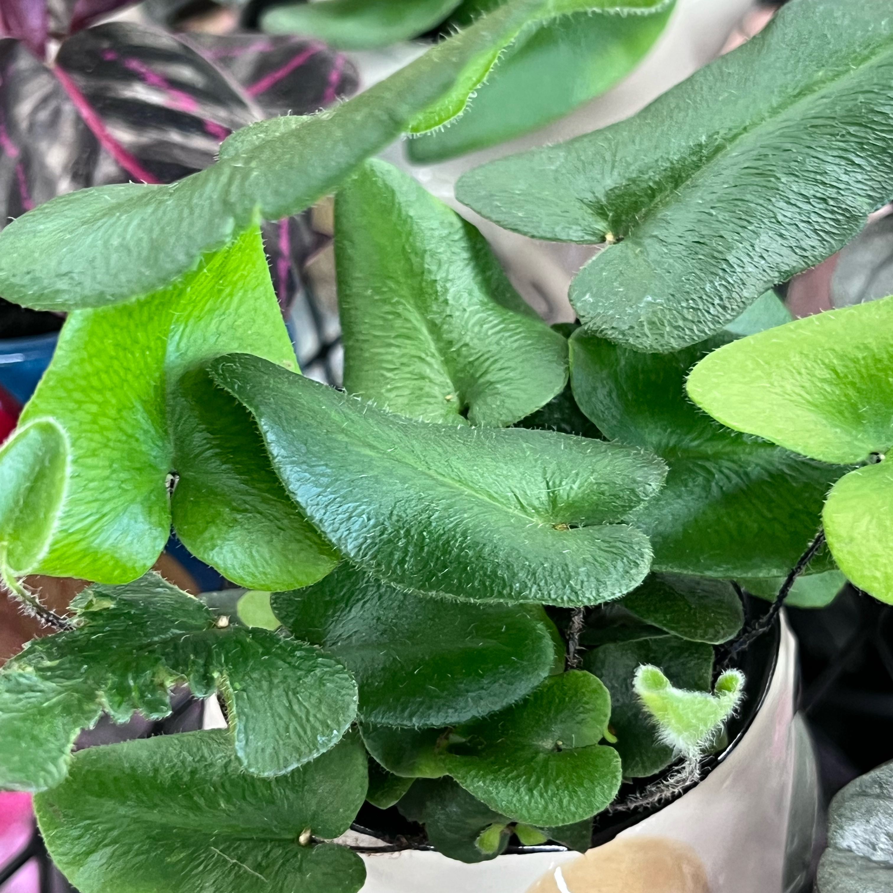 Photo of the plant species Golden Leather Fern by @SpicyCopperleaf named Mochi on Greg, the plant care app