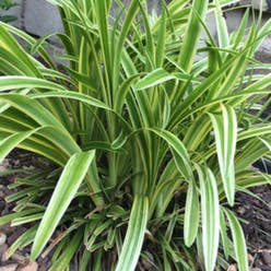 Tasman Flax-Lily plant