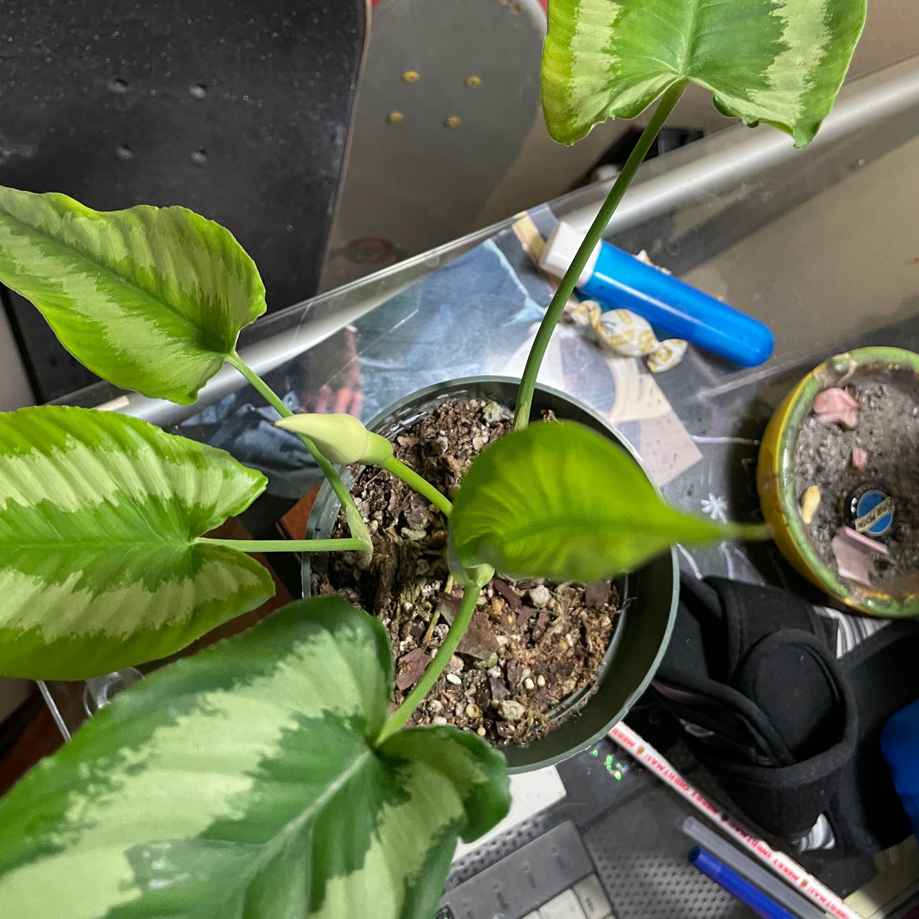 Potted Schismatoglottis wallichii with variegated leaves, visible soil, and healthy appearance.