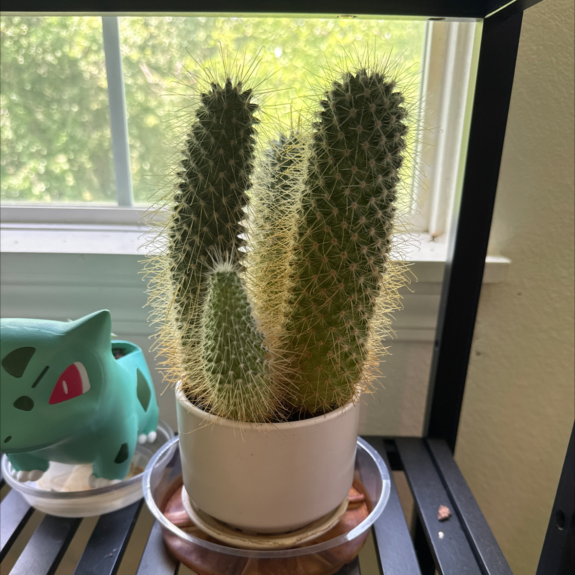 Potted Arborescent Prickly Pear cactus on a shelf near a window.