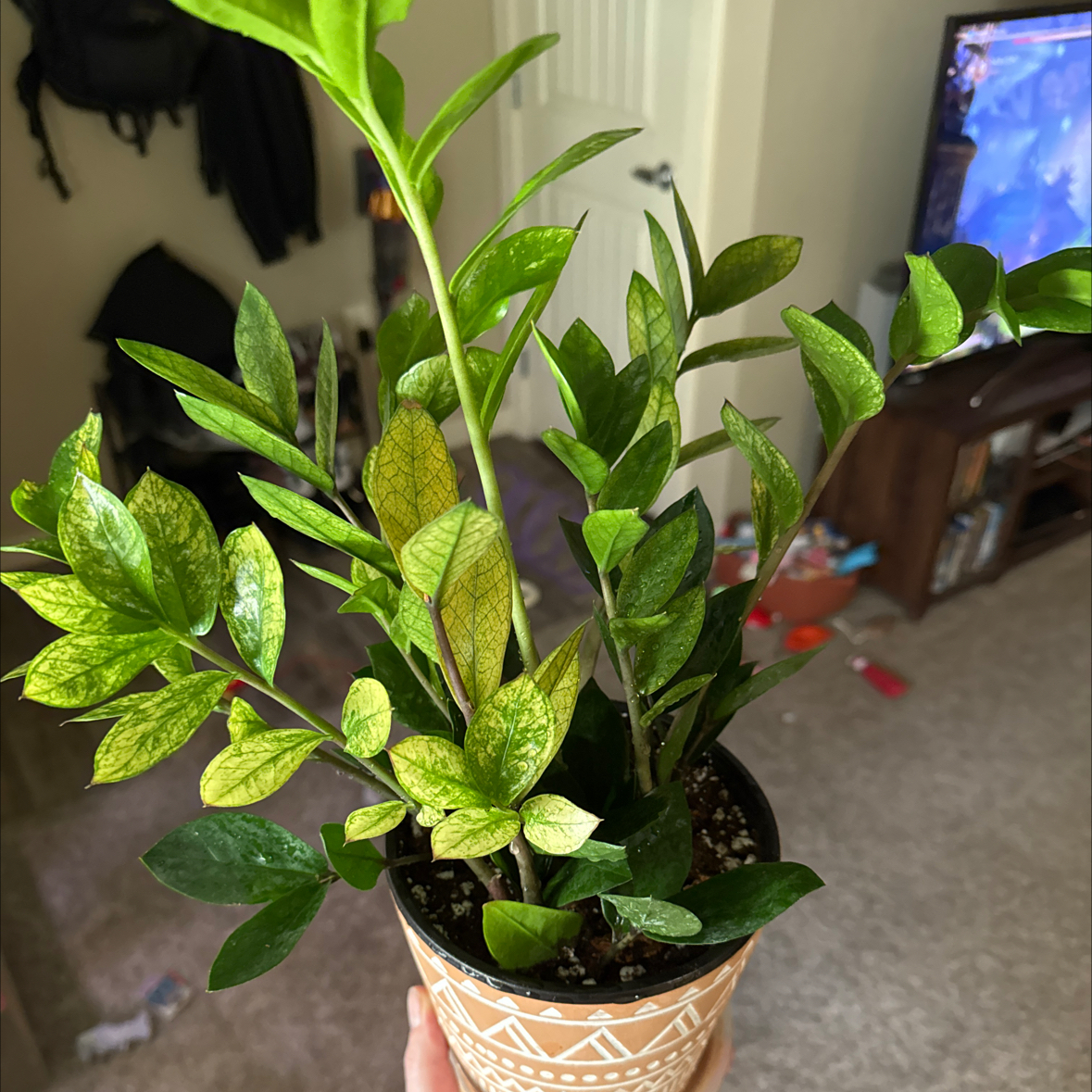 Photo of the plant species Chameleon ZZ Plant by @NiftySagopalm named Harper on Greg, the plant care app