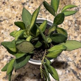 Photo of the plant species Hoya 'Burtoniae' by @NiftySagopalm named Shakira on Greg, the plant care app