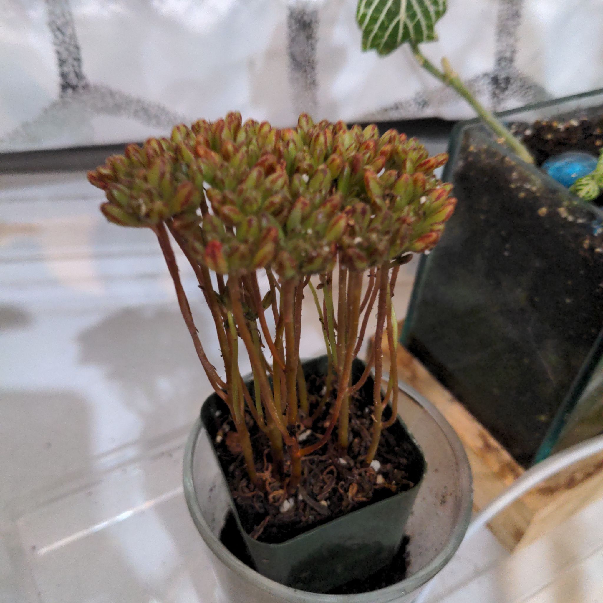 Photo of the plant species Dwarf Aeonium by @PurelyTarbush named Lola on Greg, the plant care app