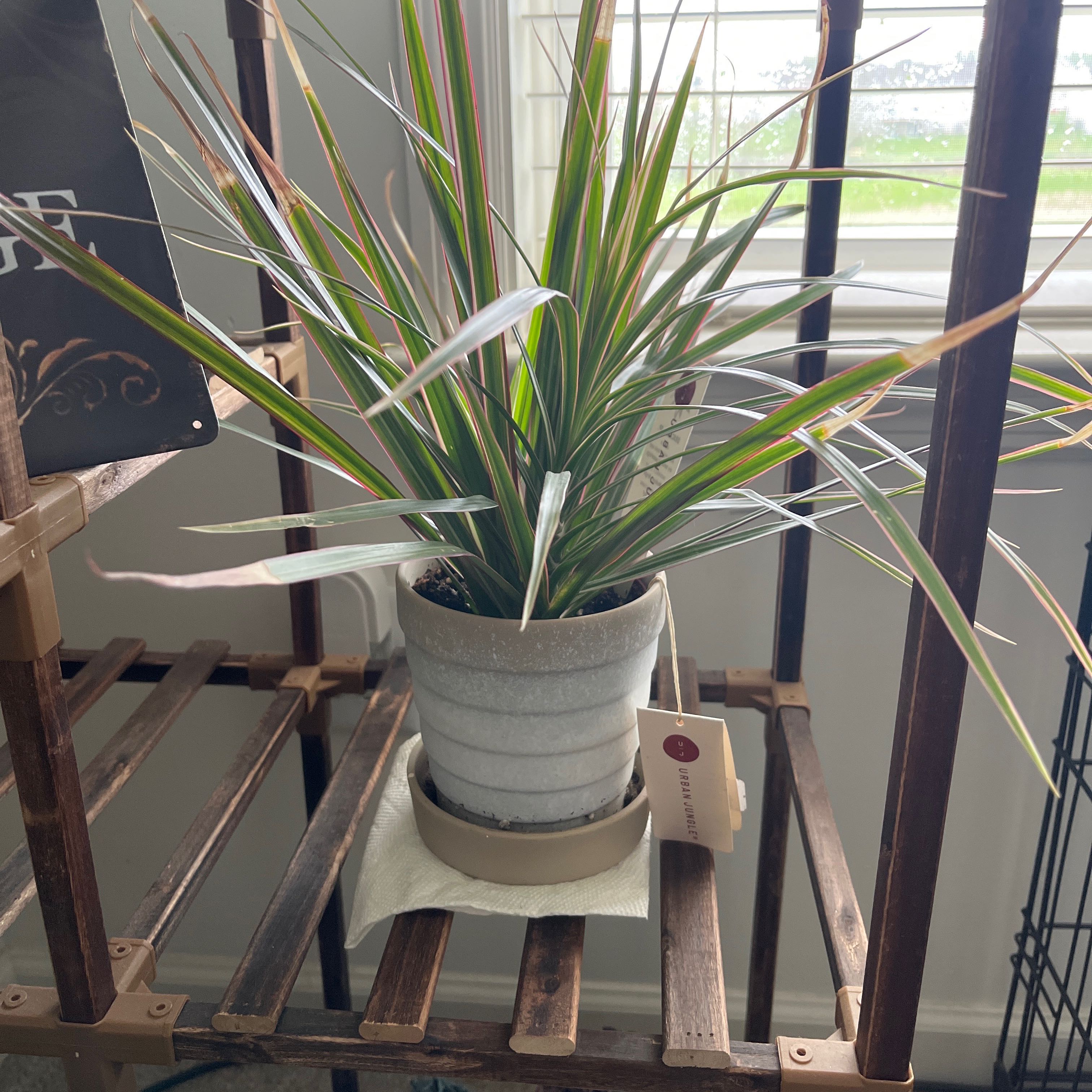Potted Tasman Flax-Lily on a wooden shelf near a window.
