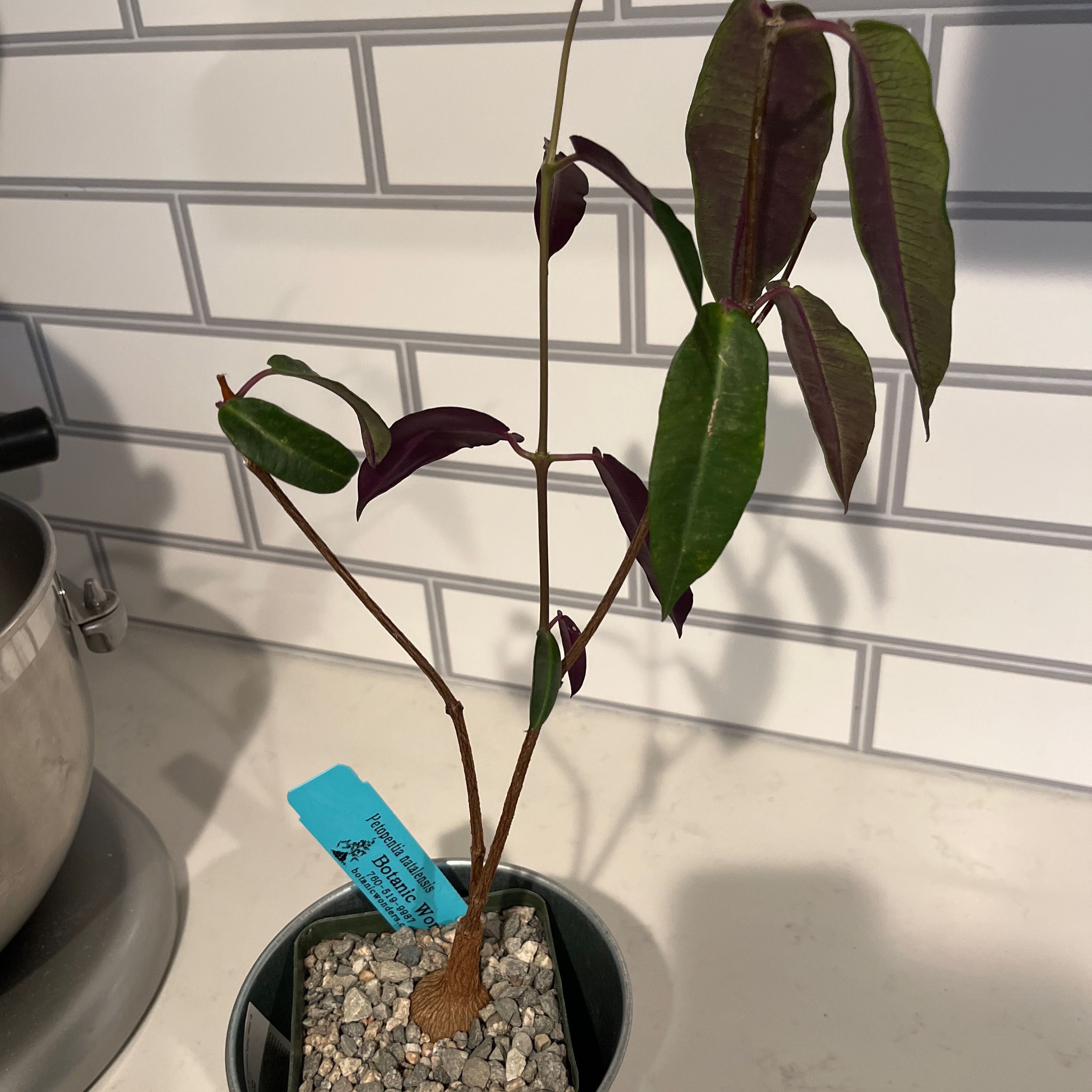 Photo of the plant species Petopentia Natalensis by @BabyPlanera named Peto on Greg, the plant care app