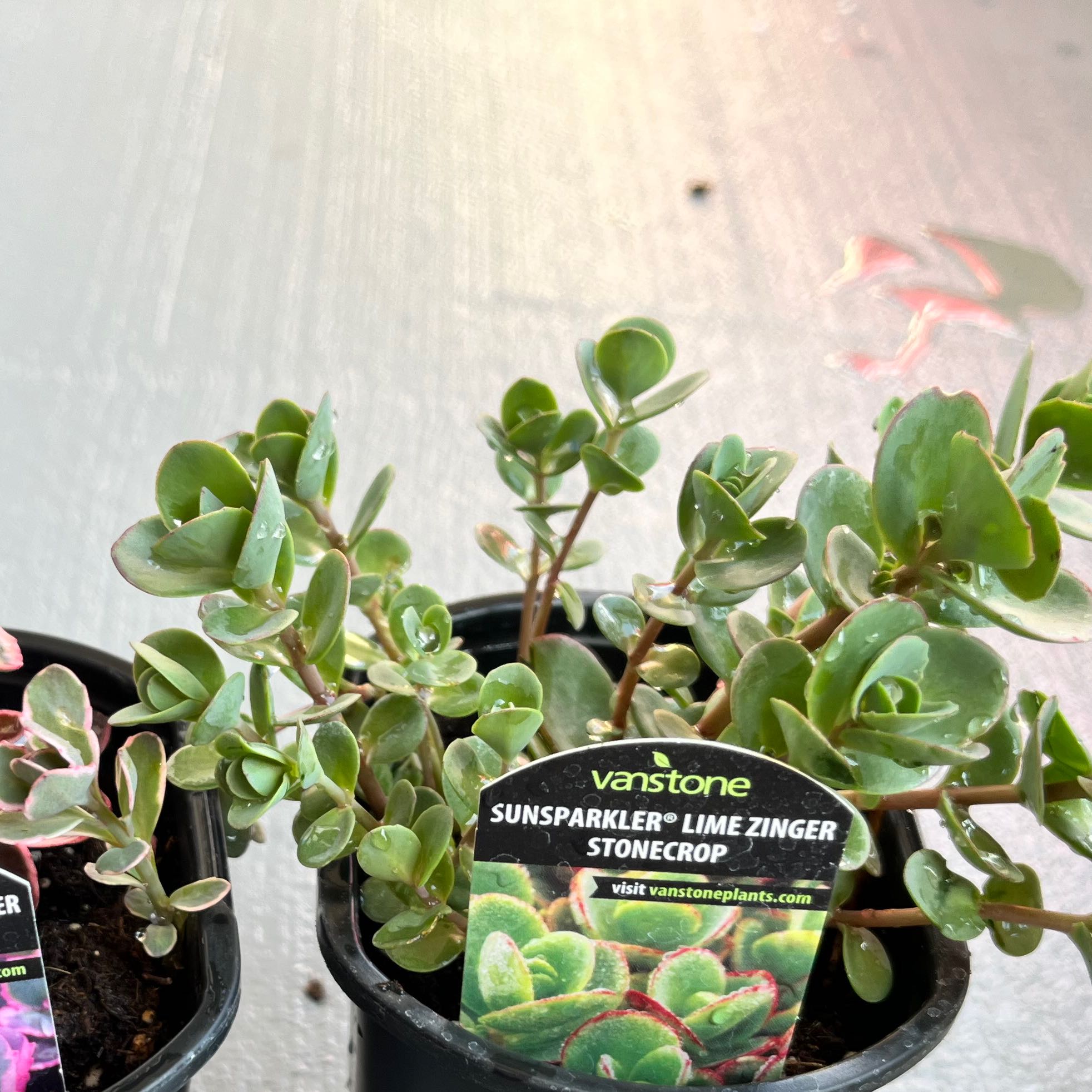 Photo of the plant species Lime Zinger Stonecrop by @PrimoSalsify named Zing on Greg, the plant care app