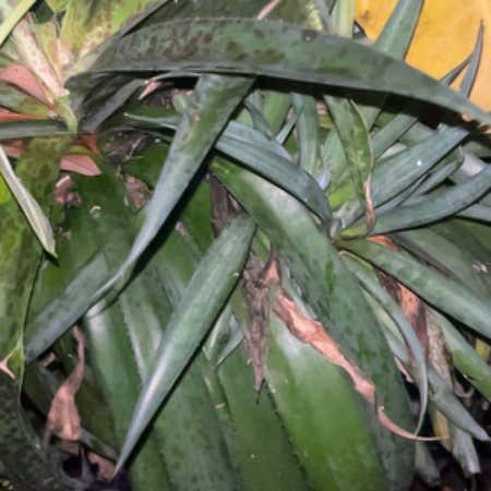 Photo of the plant species Gasteria Acinacifolia by @ClearWaterfern named Bigleef Smalls on Greg, the plant care app