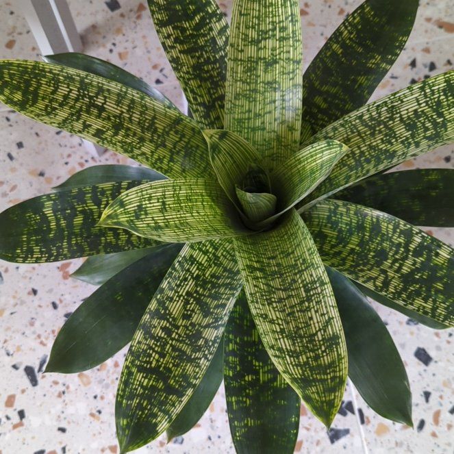 Photo of the plant species Gigantea Nova by @SportOleaster named Bruce Lee on Greg, the plant care app