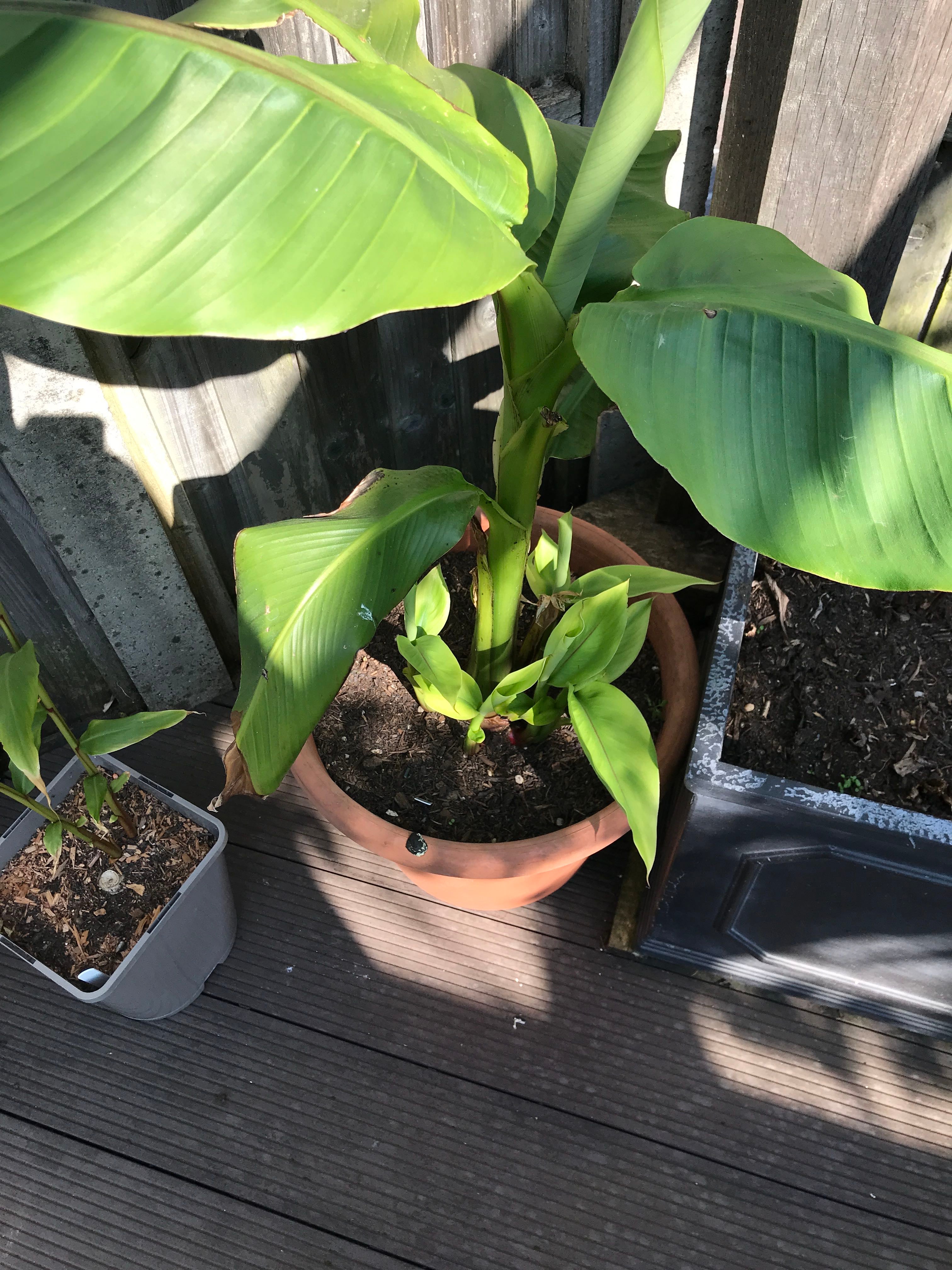 Top 9 Signs Your Japanese Banana Needs Pollination 🍌