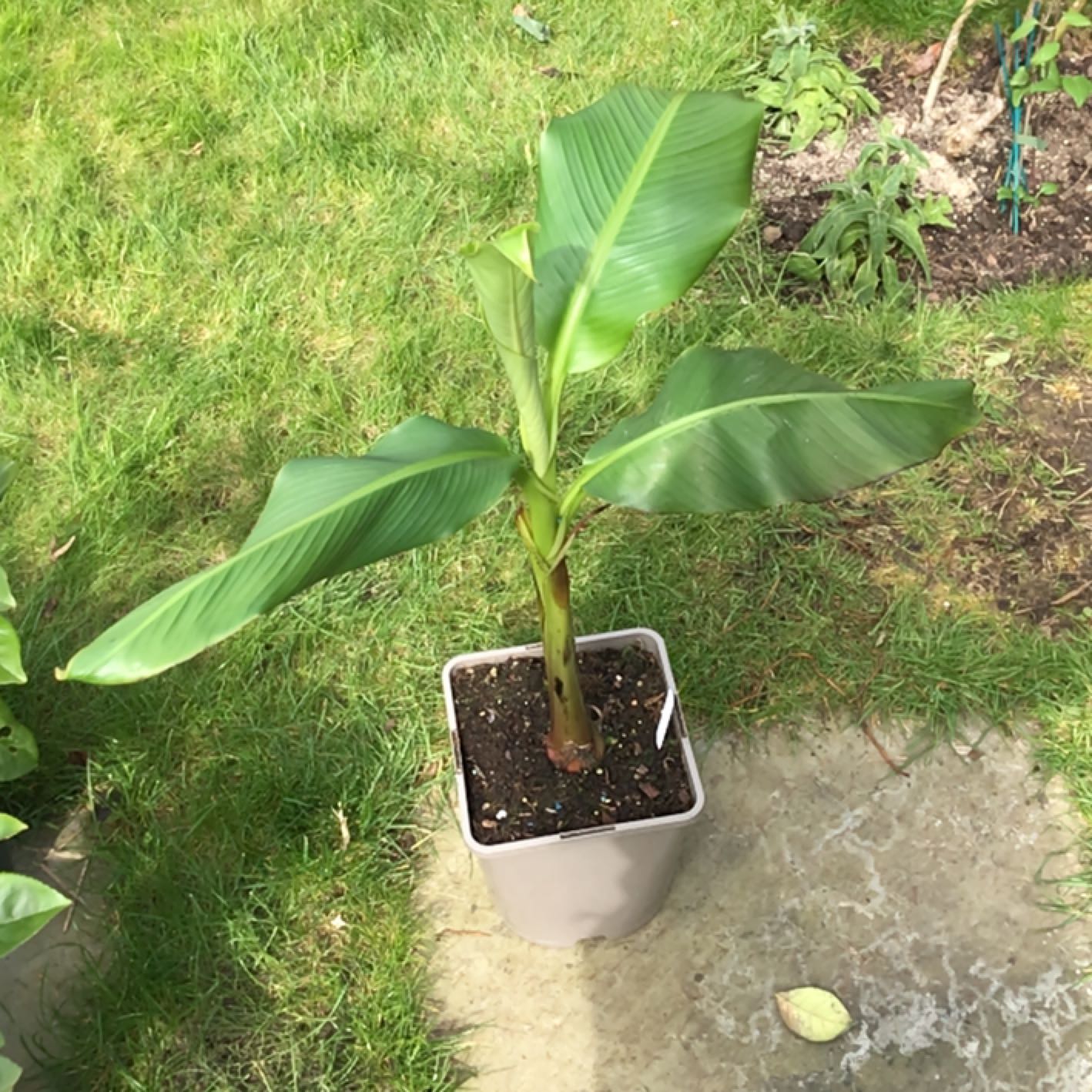 Japanese Banana 🍌